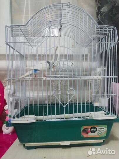 Волнистый попугай с клеткой