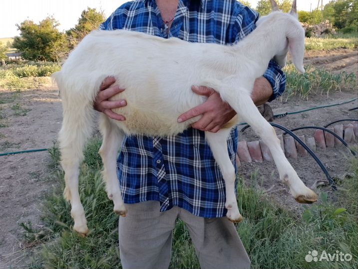 Козочки и козлик на племя