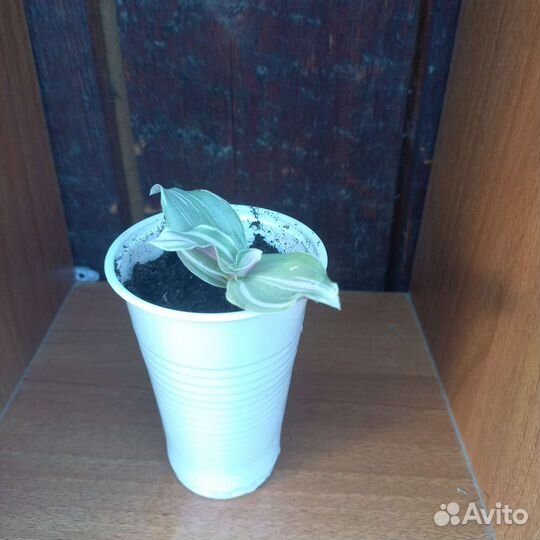 Традесканция