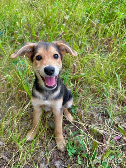 Щенки в добрые руки