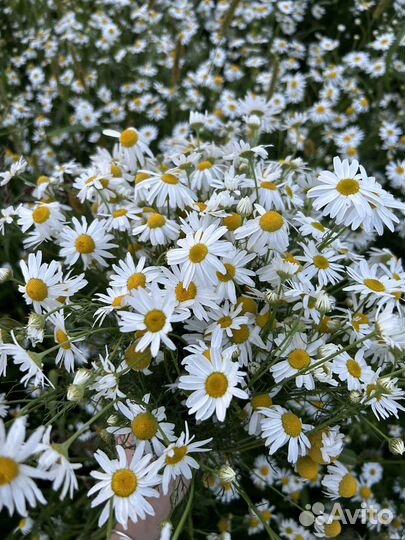 Ромашка сушеная