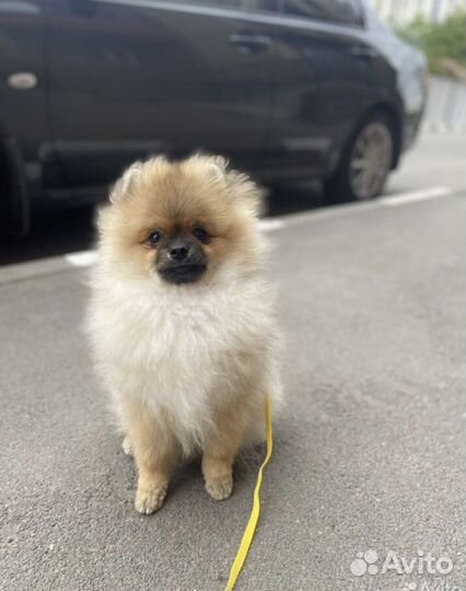 Немецкий шпиц