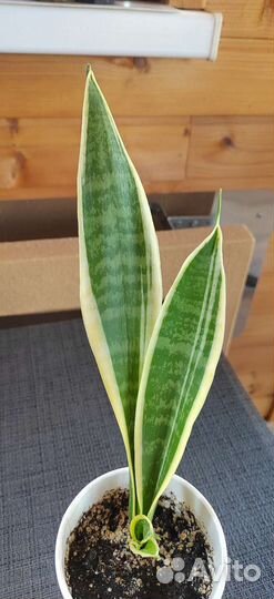 Сансевиерия футура суперба