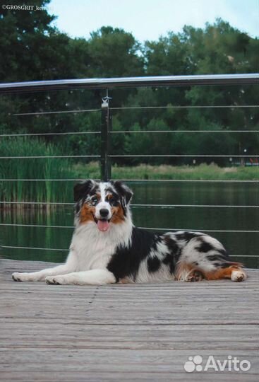 Австралийская овчарка кобель щенок