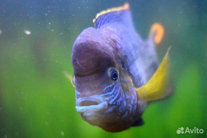 Акара бирюзовая