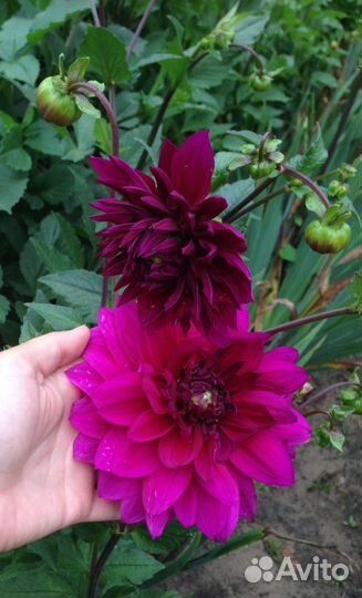 Георгины, хризантемы, суккуленты, клубника