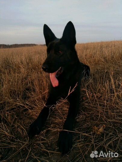 Кобель для вязки