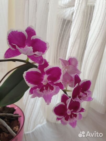 Орхидея Phalaenopsis Younghome '5152'
