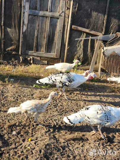 Продажа индюков