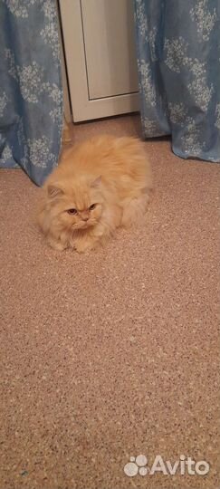 Отдам кота