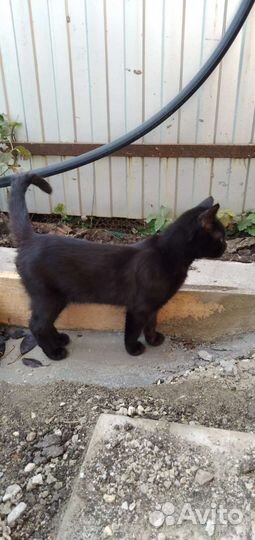 Котята в добрые руки бесплатно