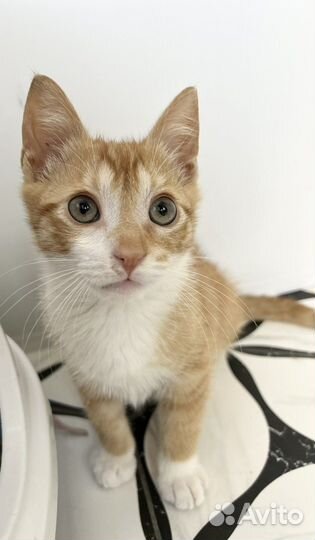 Котята бесплатно