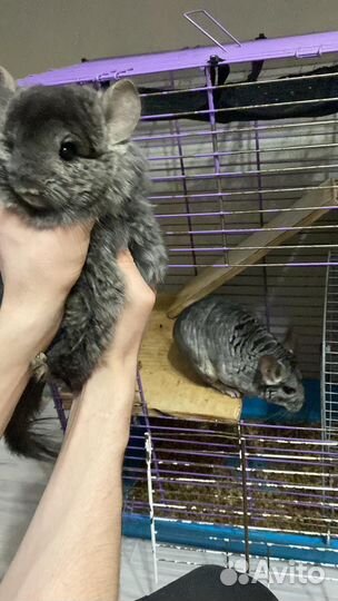 Шиншила с клеткой