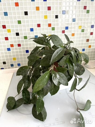 Хойя комнатный цветок