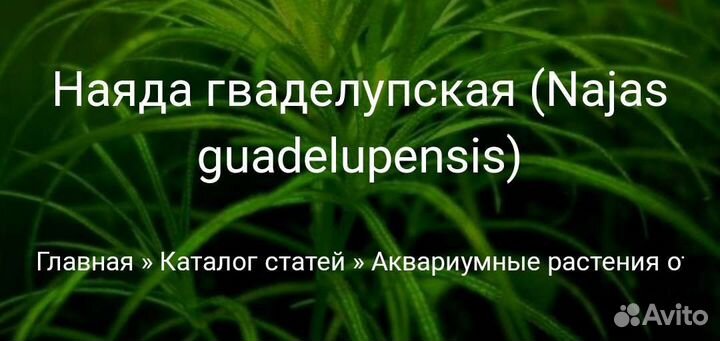 Растения для аквариума - Кабомба