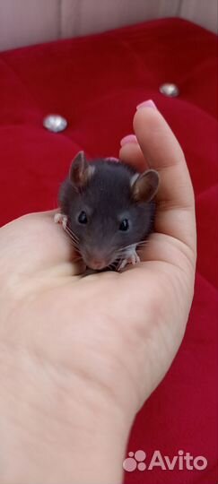 Декоративная крыса