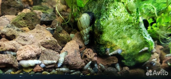 Улитка мелания, меченосцы