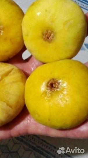 Инжир саженцы