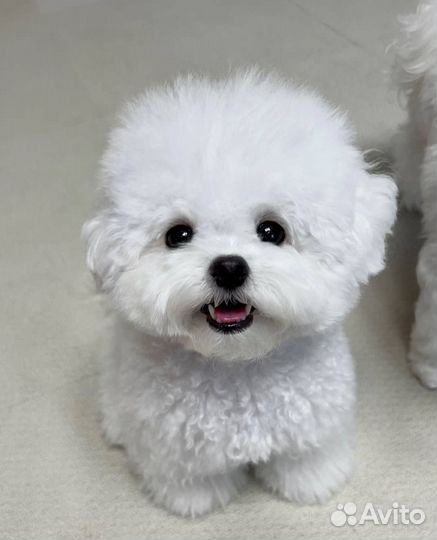 Миниатюрные щенки