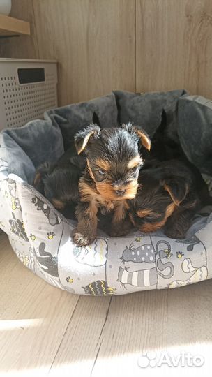 Йоркширский терьер