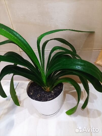 Гиппеаструм, кливия, валлота