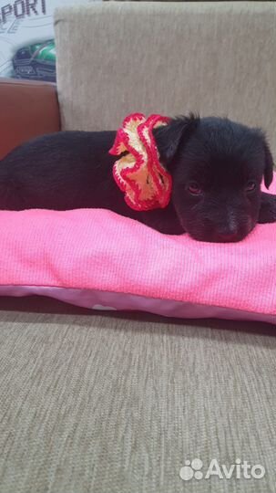 Щеночек в добрые руки бесплатно