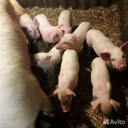 Поросята
