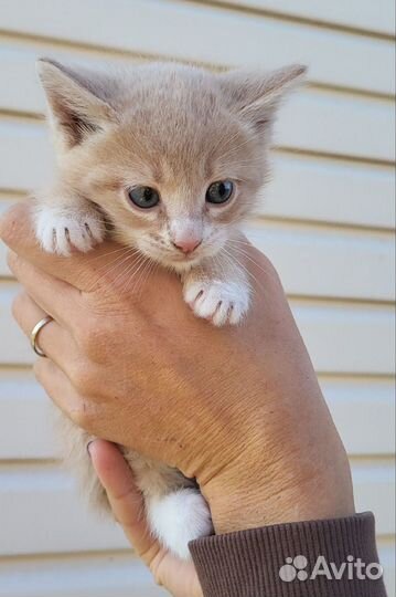 Котята 1,5 месяца в заботливую семью