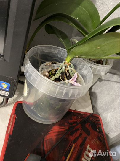 Орхидея фаленопсис