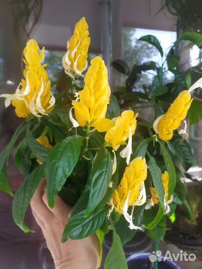 Пахистахис