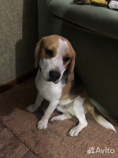 Бигль вязка