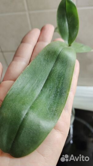 Детка орхидеи фаленопсиса Джулии ароматной