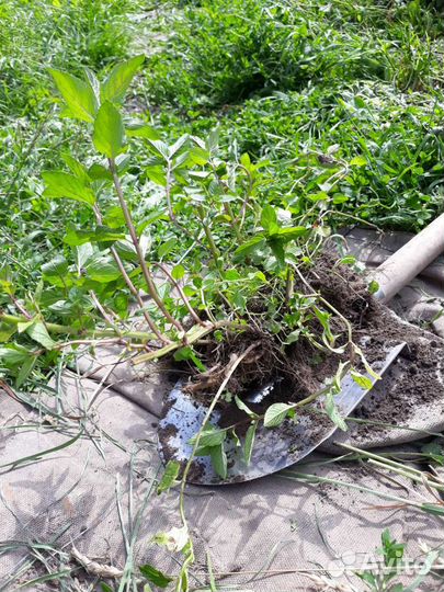 Чай дюшес. Флоксы