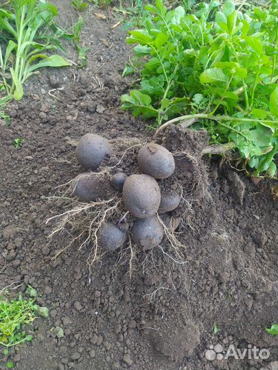 Продам синий картофель