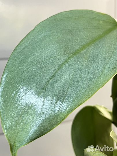 Филодендрон Хастатум