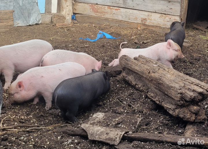 Вьетнамские вислобрюхие поросята