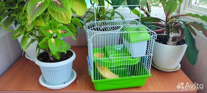 Клетка для джунгарского хомяка