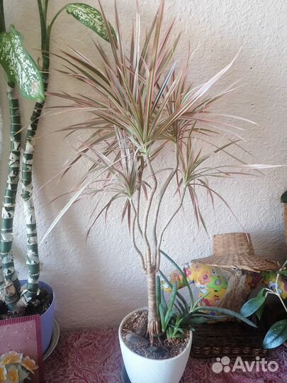 Комнатные растения цветы большие