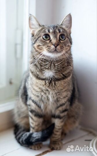 Кошка Масяня