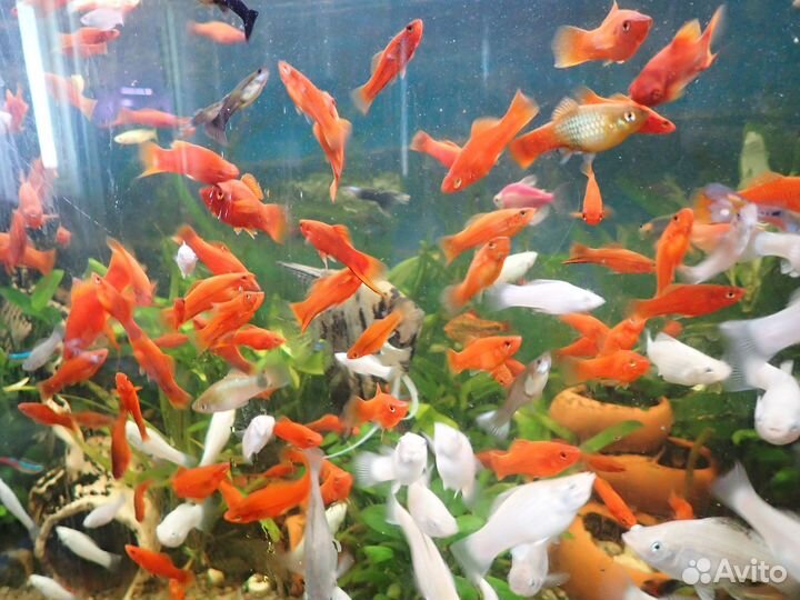 Аквариумные рыбки