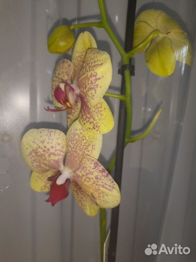 Орхидеи фаленопсис желтые