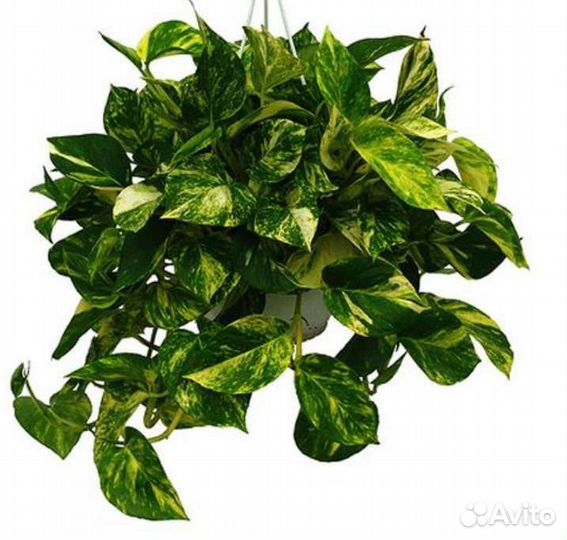 Сциндапсус золотистый