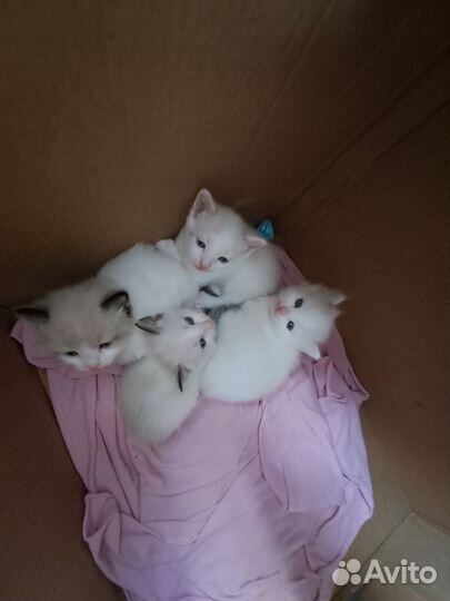 Белые пушистые котята