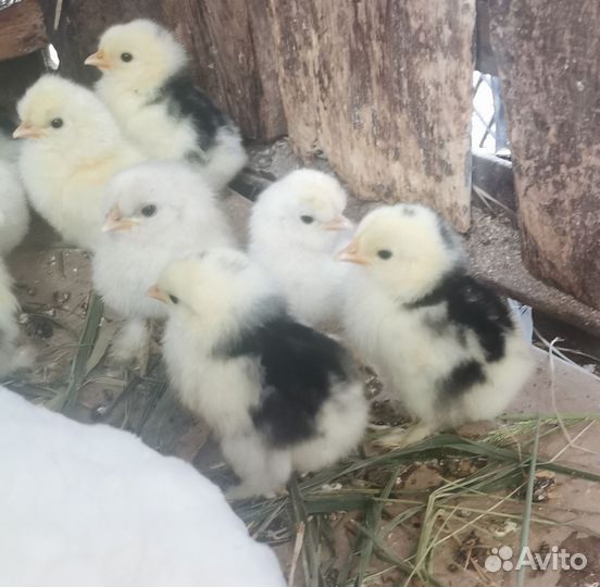 Цыплята Карликового Кохинхина