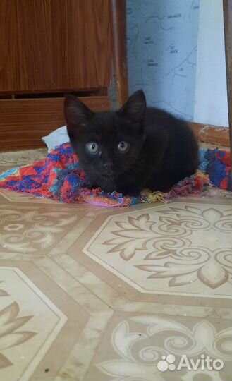 Котята в добрые руки 2 месяца