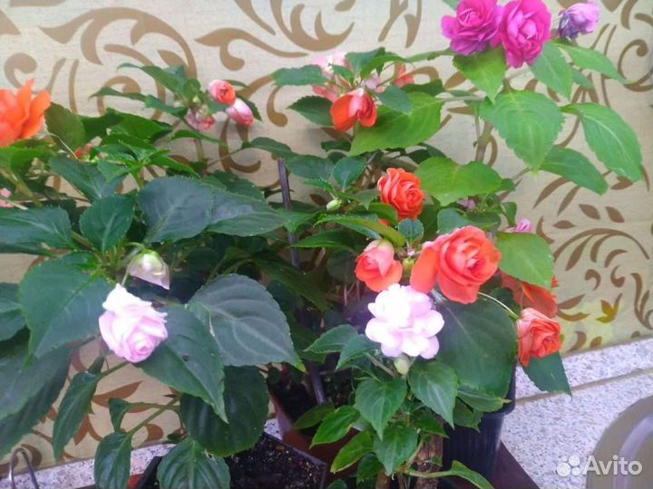 Комнатные цветы