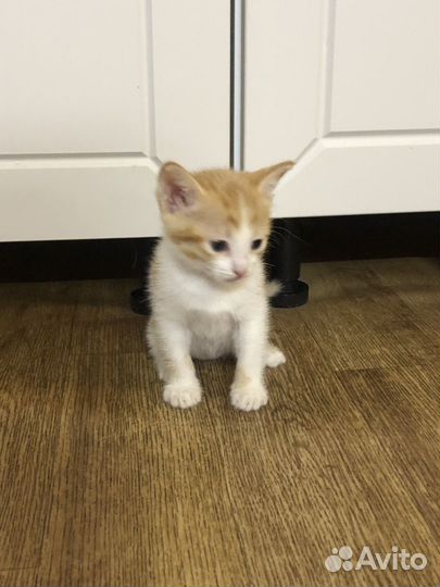 Отдам котенка в добрые руки