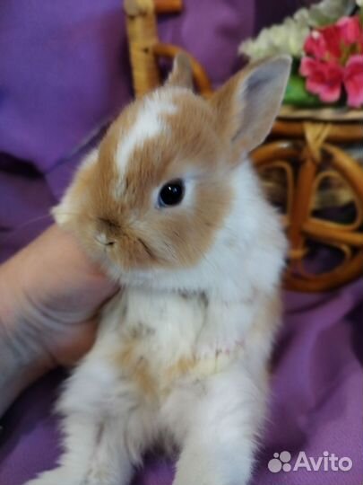 Кролики карликовые. Большой выбор