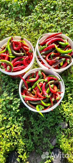 Перец острый свежий