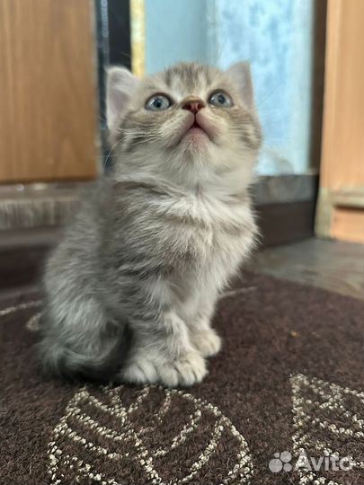 Британские котята